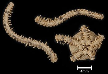 Media type: image;   Invertebrate Zoology OPH-5829 Description: Bottom up view of single ophiuroid specimen with a scale bar.;  Aspect: ventral